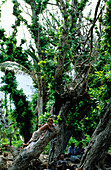 Tree, Child, Tikopia, Temotu Province Solomon Islands, South Pacific