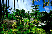 House, Garden, Tikopia, Temotu Province Solomon Islands, South Pacific