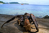 Coconut crab, Coconut Crab, Port Vila Efate, Vanuatu