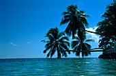 Palms, Ocean, Bora Bora, Windward Islands French Polynesia, South Pacific
