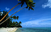 Dogs, Palms, Beach, Presqu'ile, Tahiti, Windward Islands French Polynesia, South Pacific