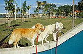 Zwei Hunde stehen auf einer Mauer, Townsville, Queensland, Australien