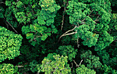 Aerial view of tree tops of the rainforest, Cairns, Daintree National Park, Queensland, Australia