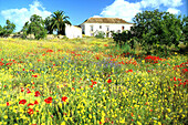 Blumenwiese b. Quinta, Landhaus, Algarve Portugal