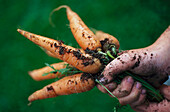 Hand hält einen Bund Karotten
