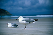Seagull, Animals