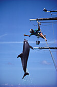 Dolphin show at Sea Life Park, Oahu, Hawaii USA, America
