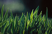 Grass, Close up