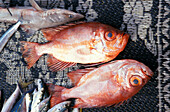 Fischmarkt, Maskat, Oman