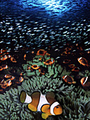 Clownfisch und Korallen unter Wasser, Visaya Inseln, Philippinen, Asien