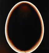 Illuminated Egg, Close-up