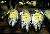 Thunfischversteigerung, Tokyo Japan