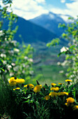 Oberhalb Meran, Südtirol, Italien Italy