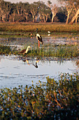 Jabiru Jabiru mycteria, , Kakadu NP, South Alligator River Northern Territory, Australia