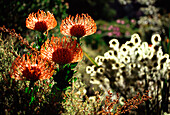 Protea Blumen im Sonnenlicht, Kap Provinz, Südafrika, Afrika