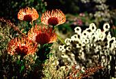 Protea flowers in the sunlight, Cape Province, South Africa, Africa