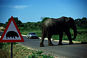 Elephant crossing, Kruger National Park, Transvaal Southafrica, Africa