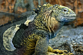 Close-up of an iguana, Galapagos islands, Ecuador, South America, America