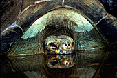 Schlafende Schildkröte in einem Teich, Santa Cruz Island, Galapagos, Ecuador, Südamerika, Amerika
