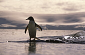 Gentoo penguin, Antarctic Peninsula, Antarctica