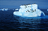 Adeliepinguine auf einem Eisberg, Paulet Insel, Antarktische Halbinsel, Antarktis