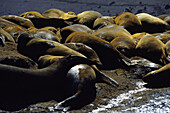 Sleeping sea elephants on Livingstone Island, Antarctic Peninsula, Antarctica