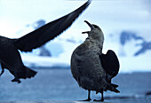 Skua bird, Aitcho Island, Antarctic Peninsula Antarctica