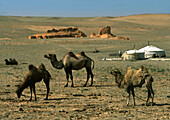 Camels, yurts, desert, Gobi Desert, Mongolia Asia