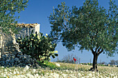 Biker, flower meadow, Palma di Montechiaro Sicily, Italy