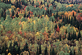Autumn at Monts Chic-Choc, Gaspesie Quebec, Canada