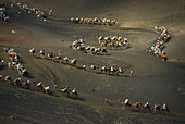 Camels in Timanfaya National Park, Lanzarote, Canary Islands Spain