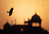 Falcon over Jami Masjid Mosque, Old Delhi, India, Asia