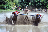 Water buffalo race near Bima, Bima, Sumbawa Indonesia, Asia
