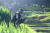 Farmer in rice terraces, Pokhara, Nepal Asia