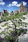 Baum auf einem Felsen, Tal der Mönche, Creel, Chihuahua, Mexiko, Amerika