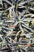 Agave plants, Australia