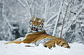 Siberian Tiger lying in snow, in a zoo