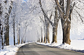 Alley in winter, trees with whitefrost, morning mist, Bavaria, Germany