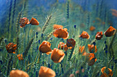 Poppies, field in Provence , Provence, France