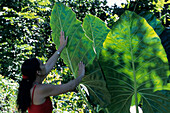 Girl with Giant Leaves, Kahanu Gardens, Hana, Maui, Hawaii, USA