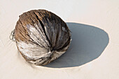 Coconut on Ko Lipe Beach, Ko Lipe, Tarutao Marine National Park, Thailand