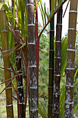 Bambus, Penang Hill, George Town, Penang, Malaysia, Asien