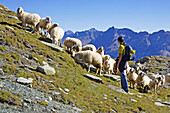 Junge Frau betrachtet Schafe während einer Wanderung in den Bergen, Pass d'Ur, Puschlav, Graubünden, Graubuenden, Schweiz, Alpen