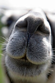 Llama nose, close up