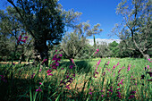 Olive trees, meadow with Sword Lilies near Spili, Crete, Greece