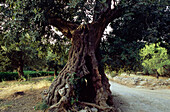 Olive Tree near Kritsa, Kreta, Griechanland