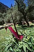 Plant, Samaria Gorge, Crete, Greece
