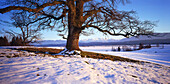 Oak Tree, Staffelsee, Murnau, Landkreis Garmisch, Upper Bavaria, Germany