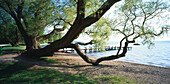 Alter Baum an der Seepromenade, Herrsching, Ammersee, Oberbayern, Deutschland