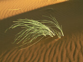 Gräser auf Wüstensand, Namibwüste, Namibia, Afrika